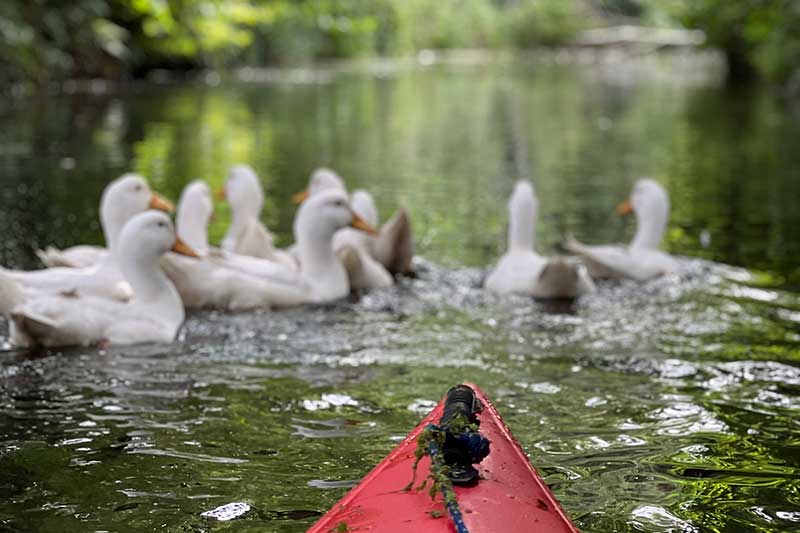 Entenkücken auf dem Wasser